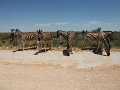 zebres 02 Etosha